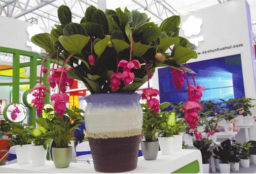 2021中国 合肥苗木花卉交易大会在肥西开幕