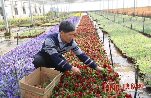 映象网讯(大象新闻记者 贾利超 通讯员 李涛)花卉苗木种植面积2万余亩