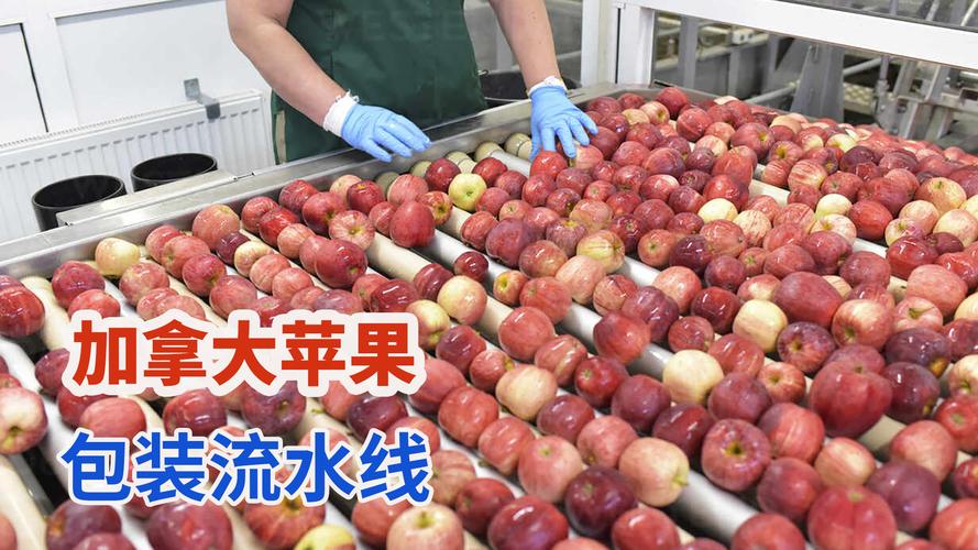 加拿大苹果包装加工厂,农产品流水线清洗果实如"整容"