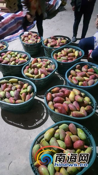 全民战 疫 爱心助农 爱心企业收购三亚 陵水60万斤芒果 销往内地市场